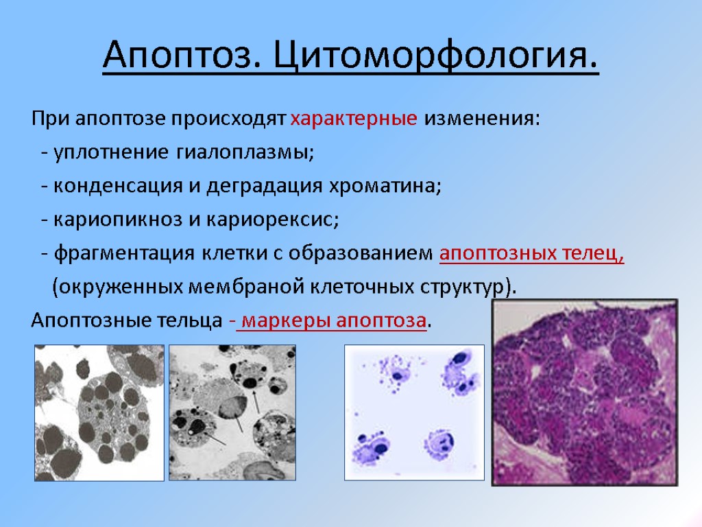 2 что такое апоптоз клетки и какого его биологическое значение